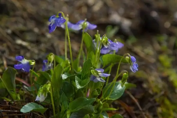 Viola odorata cleistogamous flower close up