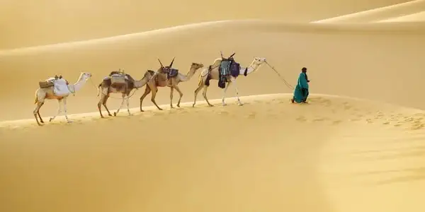dried figs camel caravan desert