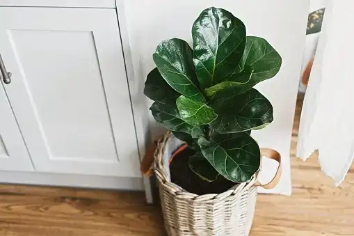 potted fig tree balcony