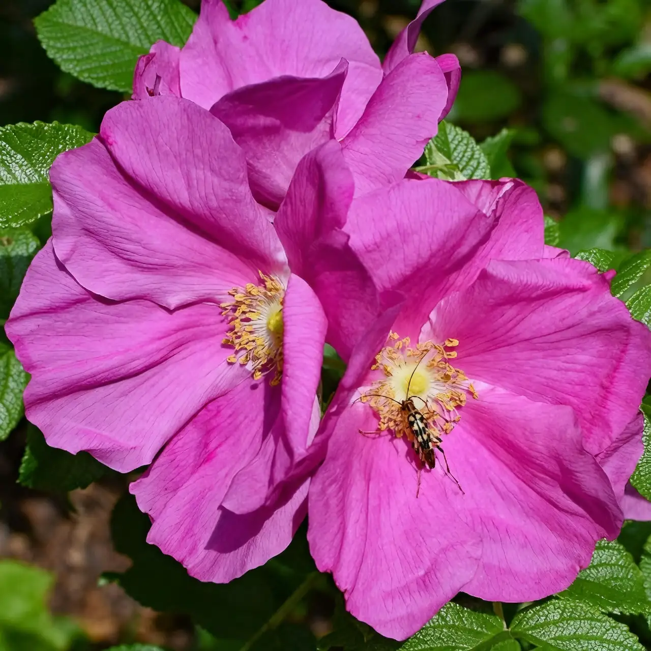 阳台也能开爆盆！玫瑰（Rosa rugosa）四季养护SOP与“见干见湿”浇水法