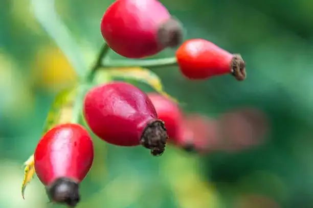 rugosa rose hedge with rose hips