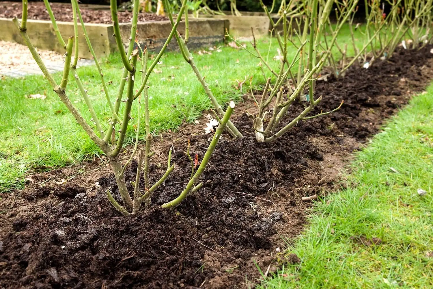 rose bush winter pruning open center