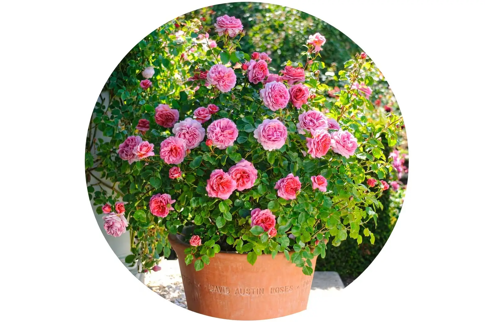 rugosa rose winter watering pot