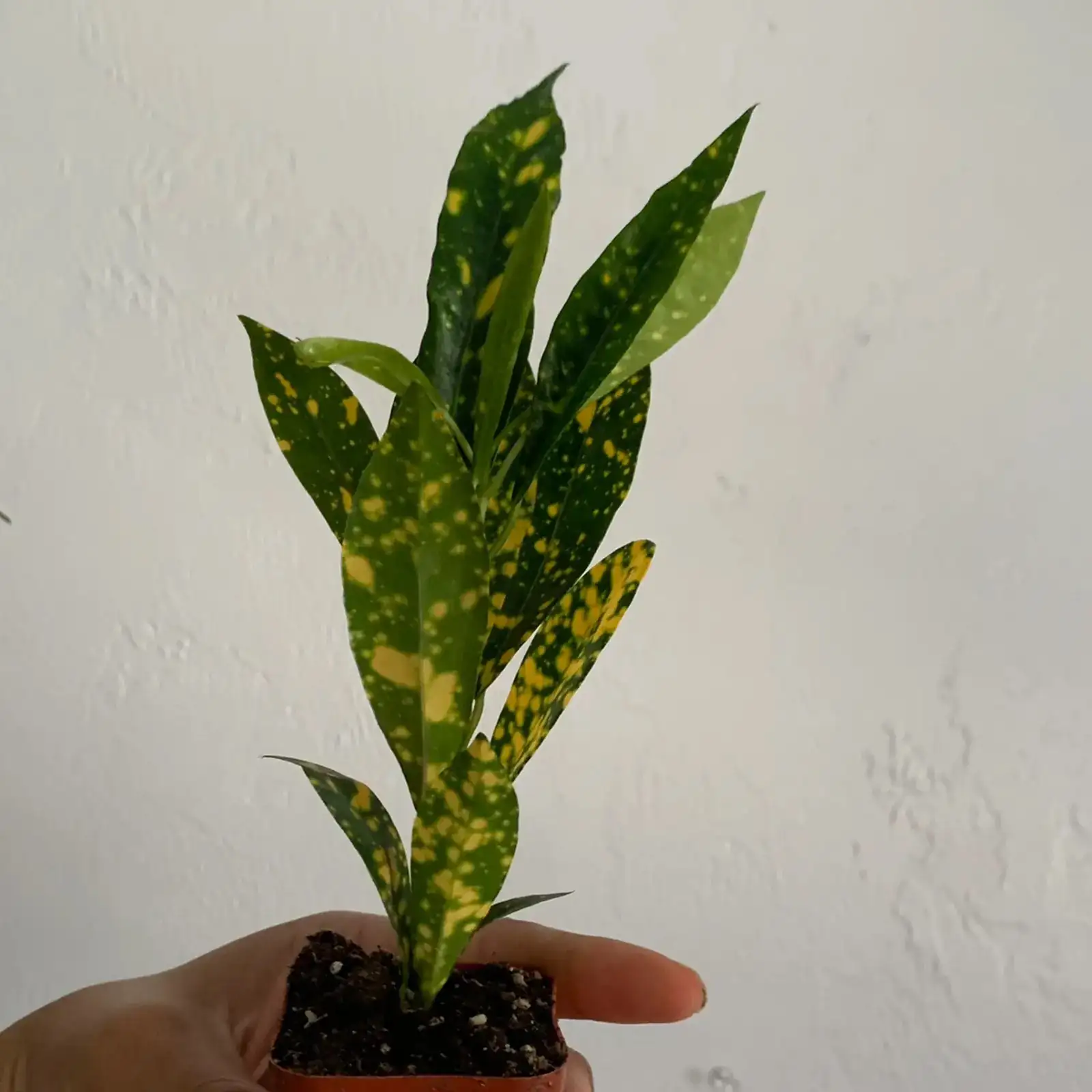 croton leaf scorch brown edges