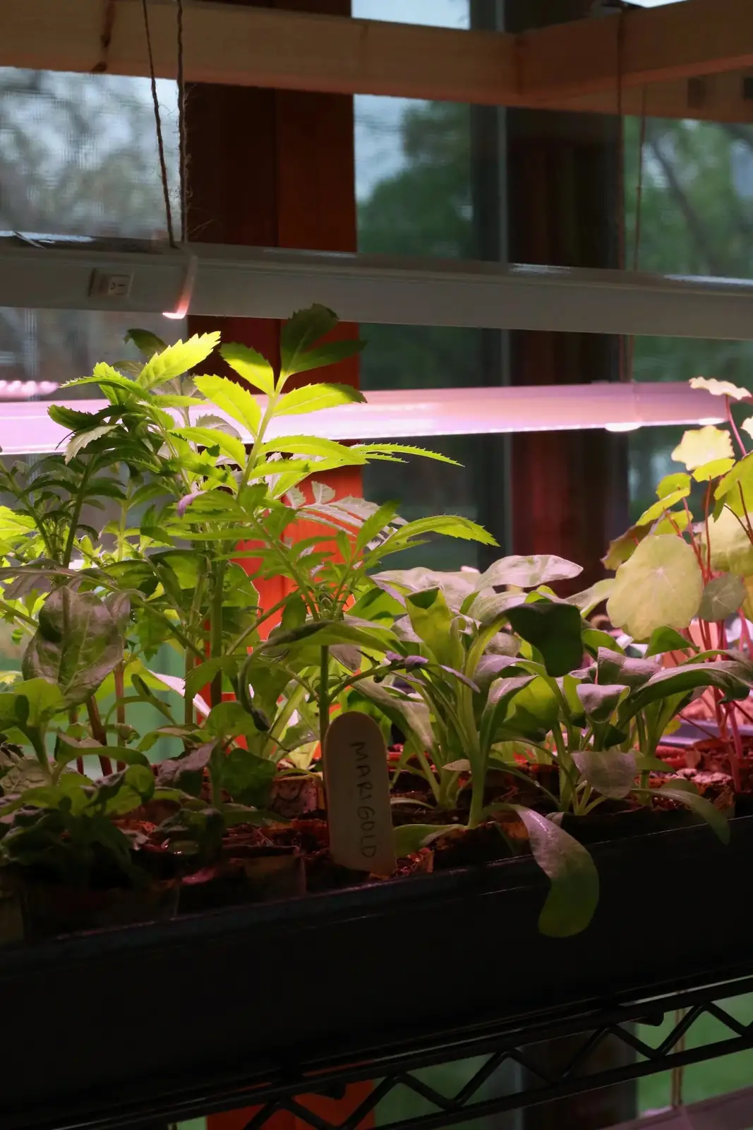 croton under grow light