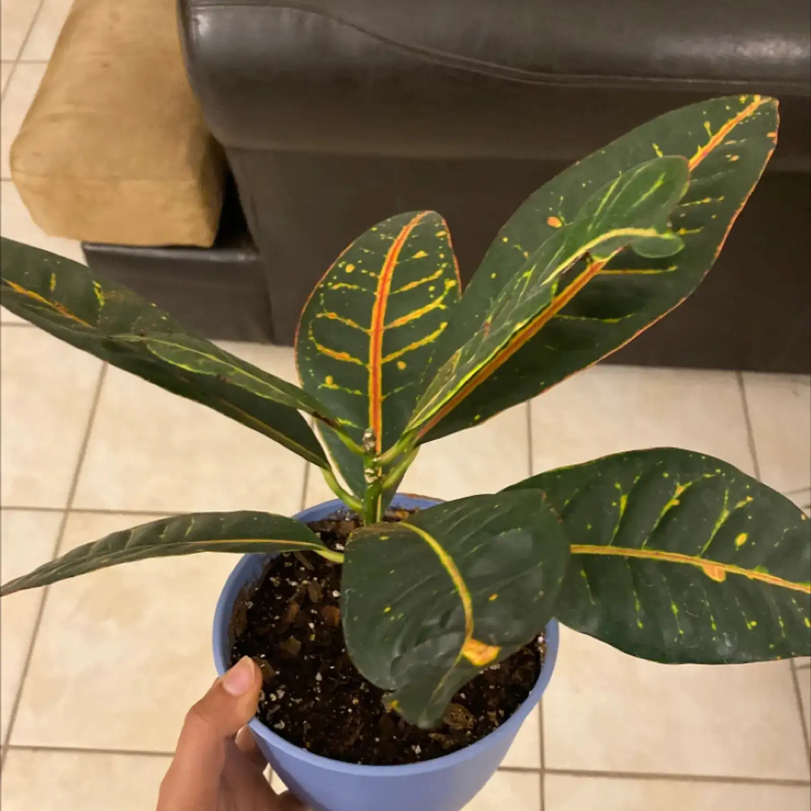 croton cuttings perlite peat dome