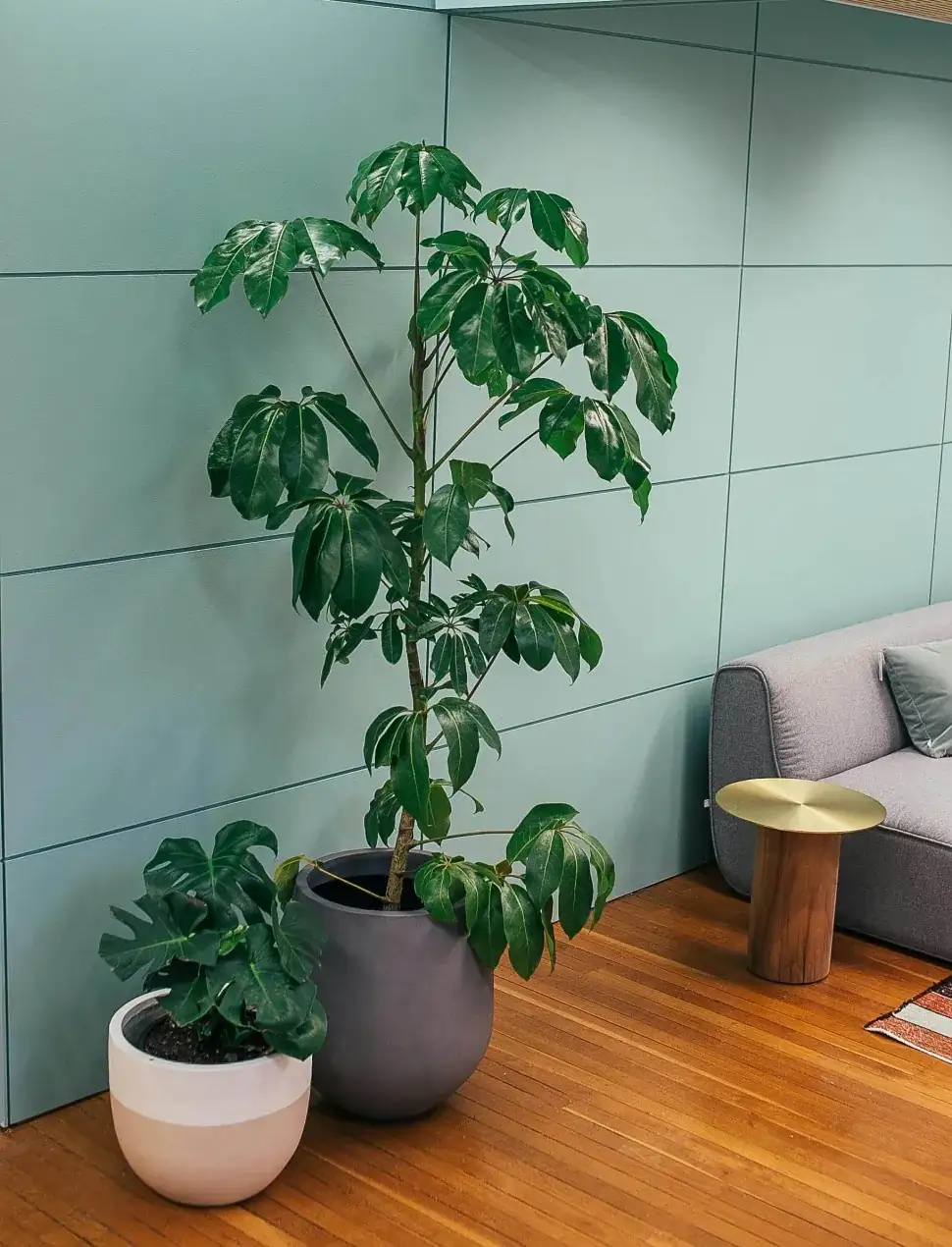 和谁做邻居更出彩？变叶木的配植灵感与盆栽组合清单