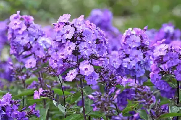 phlox and blue salvia spikes