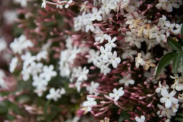 Arabian jasmine deadheading pruning
