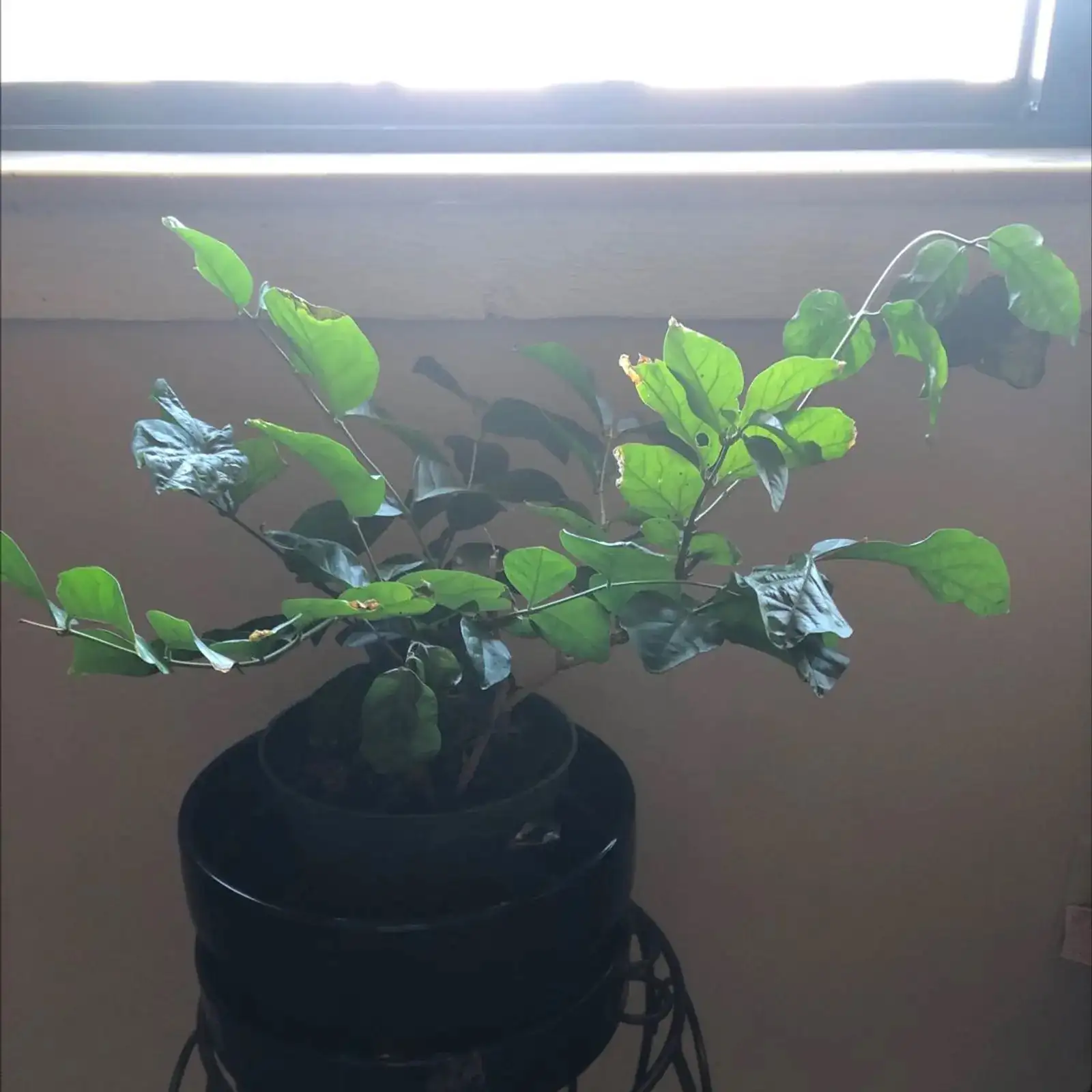 jasmine roots repotting close-up