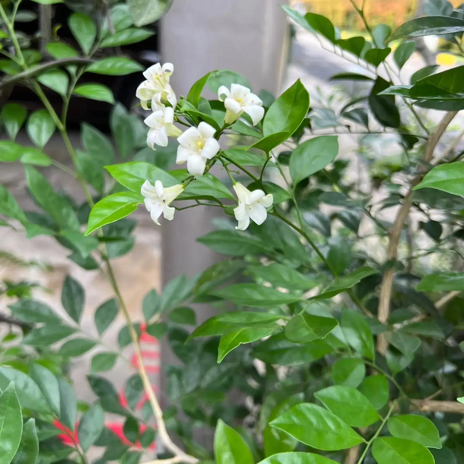 Arabian jasmine small fan breeze