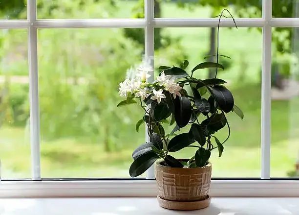 watering jasmine potted plant
