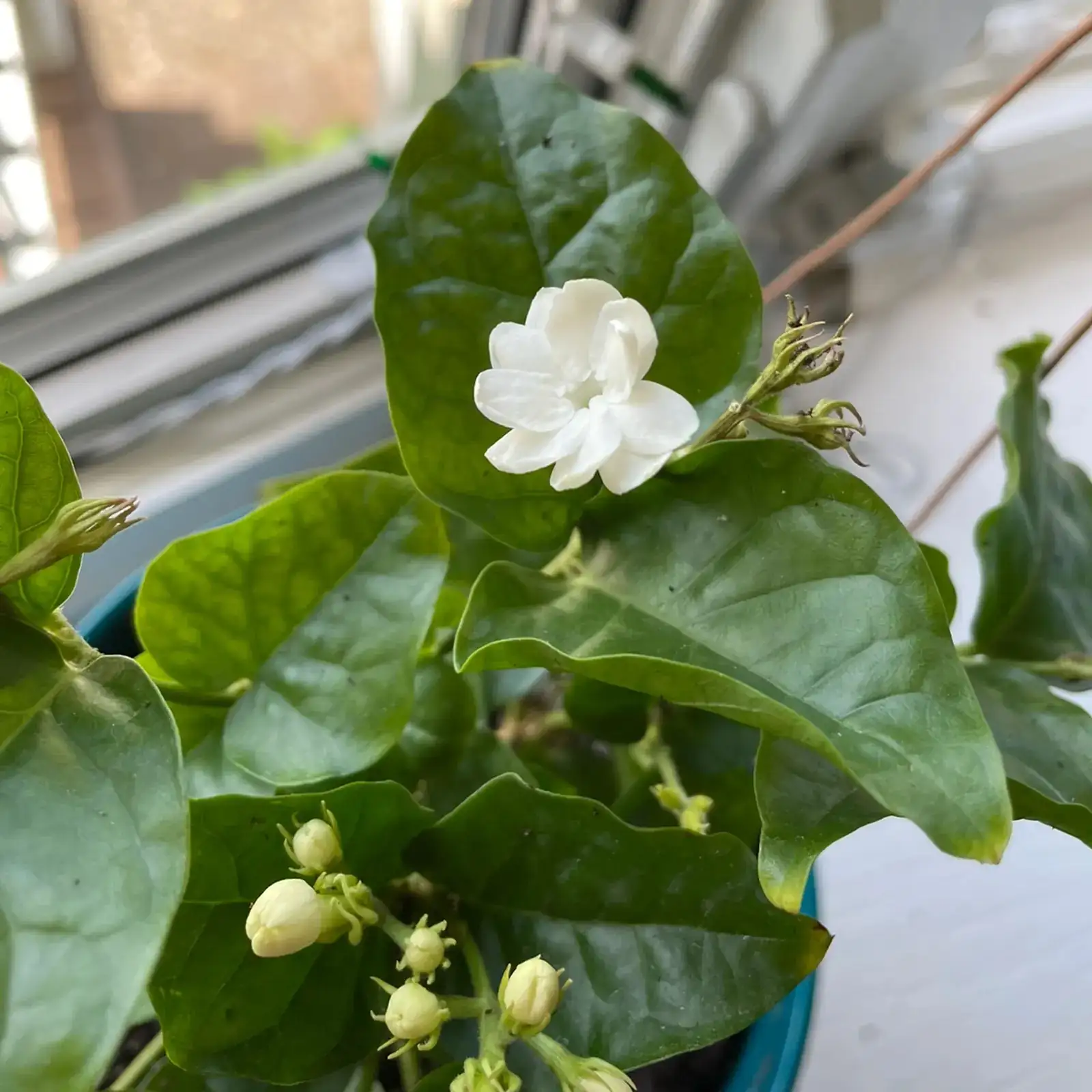 pruning jasmine after flowering