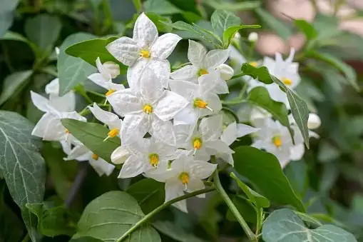jasmine pinching new growth