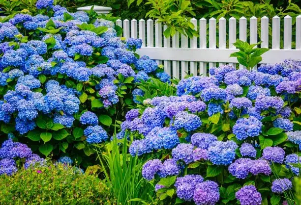 叶黄花少、夏天蔫？绣球花十大疑难杂症急救指南