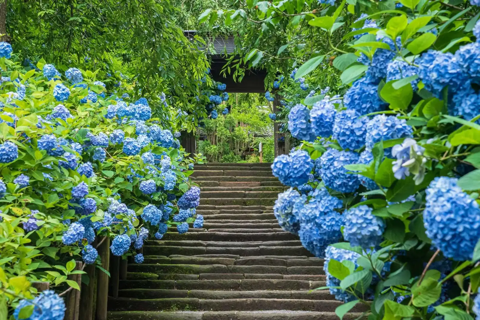 八仙花的花语从何而来？一朵花承载的“道歉与感激”、团圆与浪漫