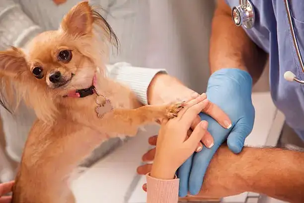 pet owner calling vet dog