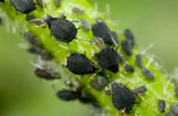 sage aphids on new shoots