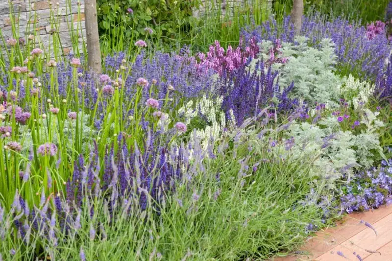 sage with lavender garden border