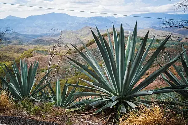 agave pulque harvesting tlachiquero