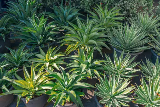 repotting agave roots gloves