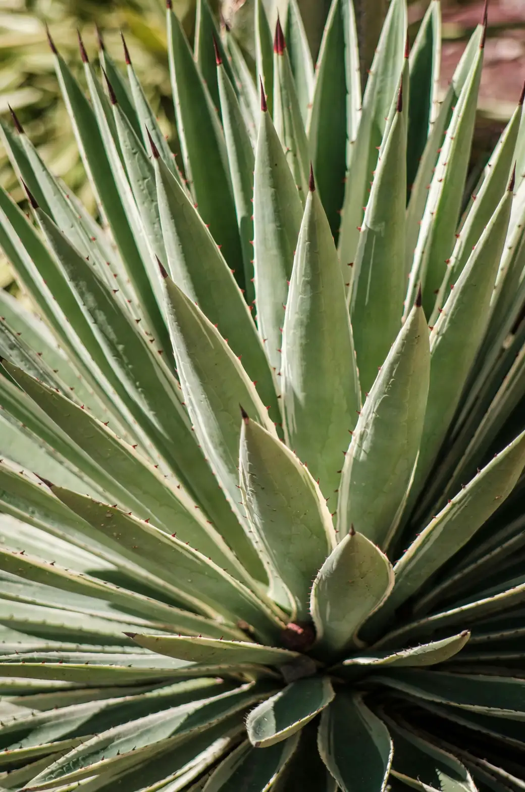 agave watering along pot edge