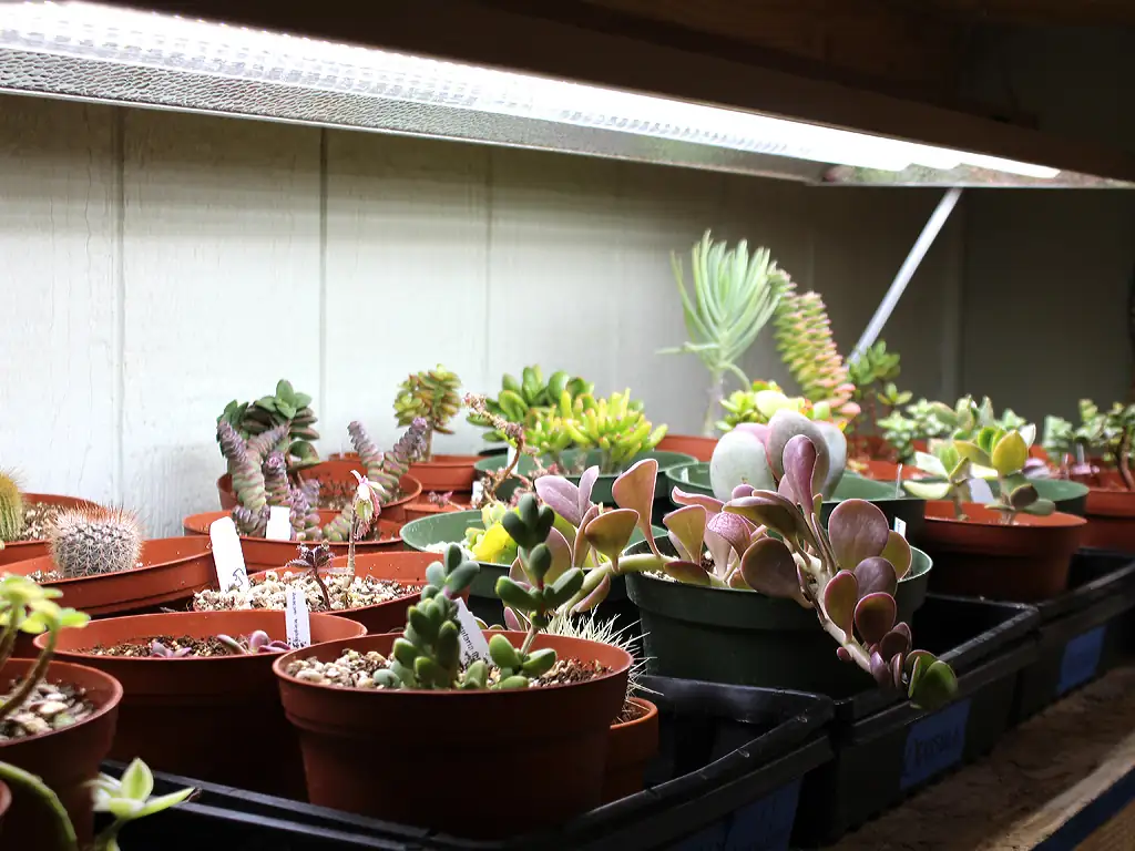 agave under LED grow light