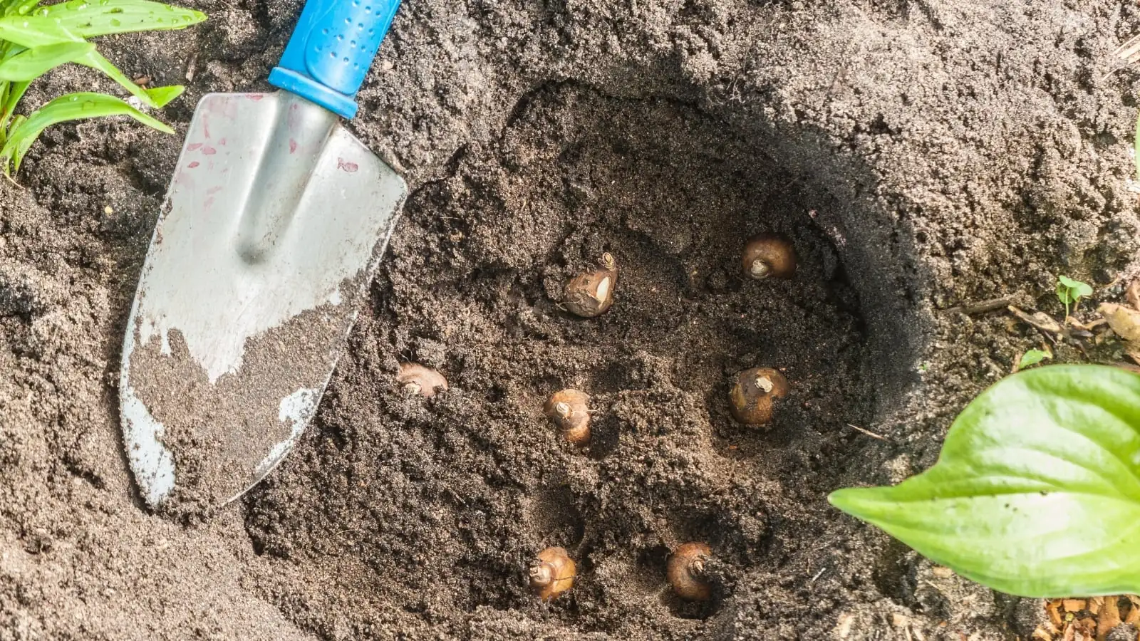 snowdrop bulbs planting trowel