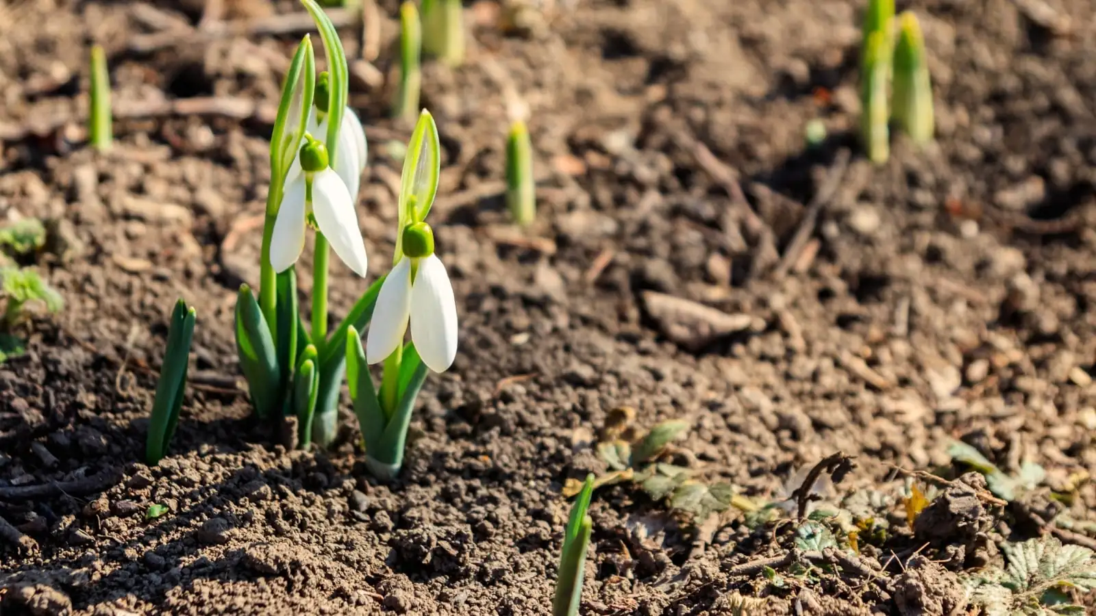 snowdrop summer dormancy shaded pot