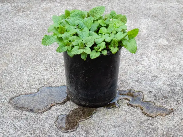 snowdrop pot drainage layer