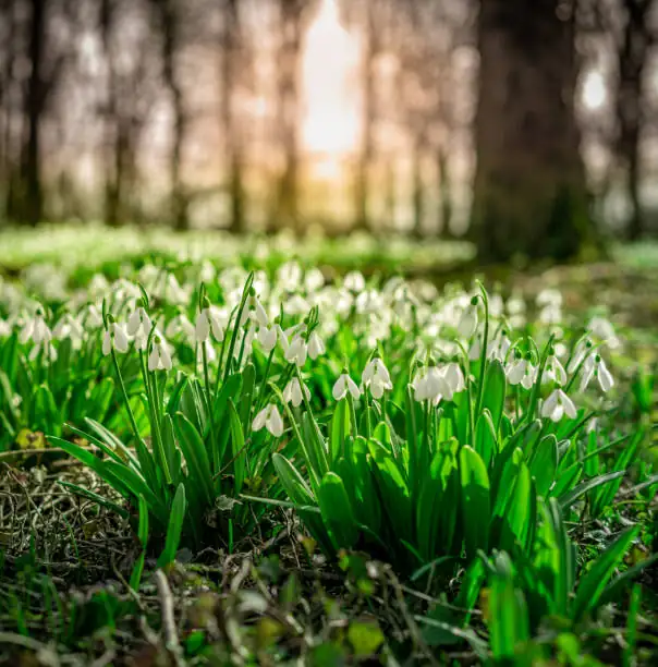 snowdrop with crocus under tree