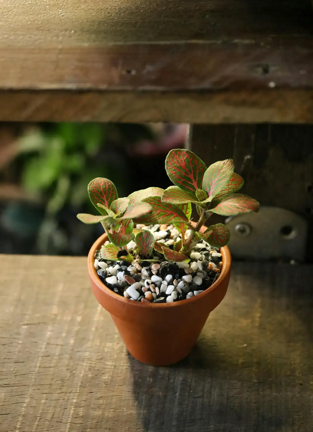 snowdrop terracotta pot drainage