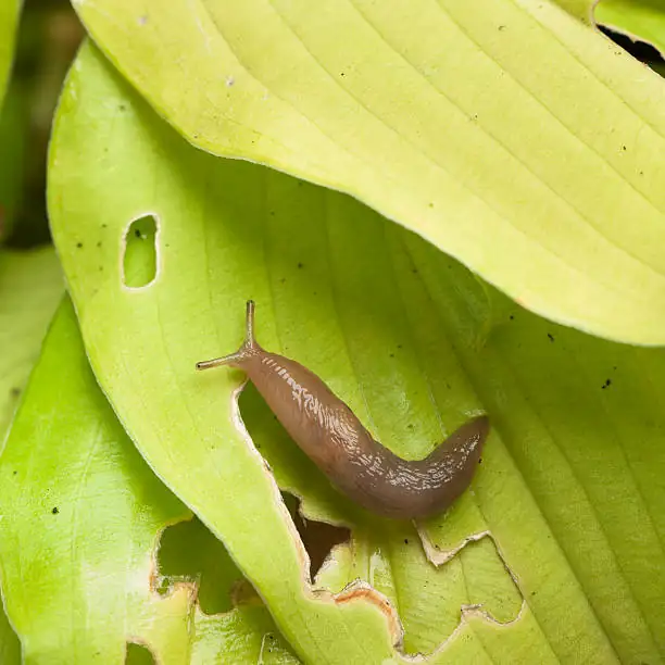 snowdrop leaves slug damage
