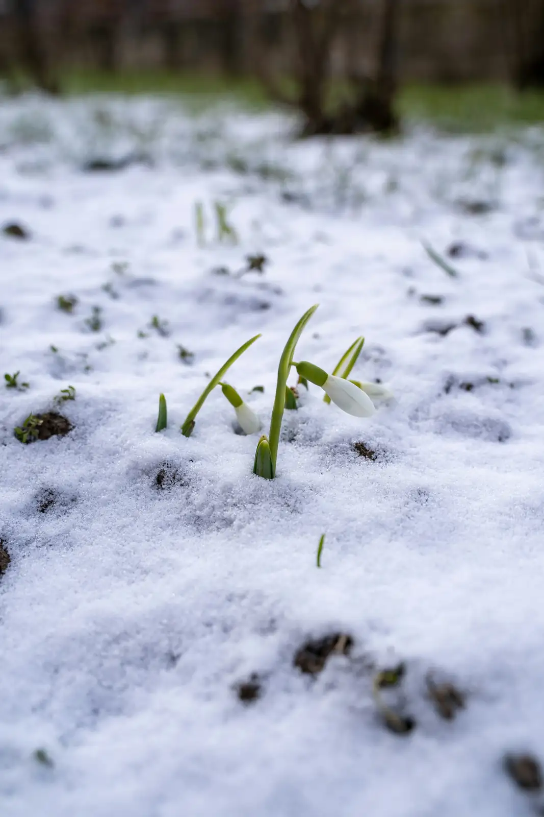 snowdrop botrytis gray mold