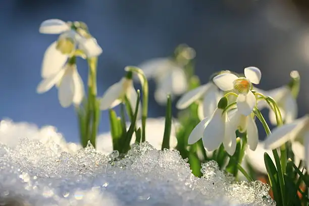 为什么雪花莲能“顶开”冻土？5个你不知道的小秘密