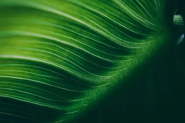snowdrop leaf tip close-up