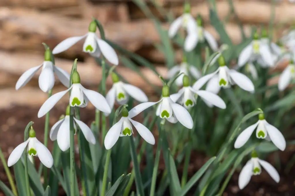 snowdrop inner petals green markings