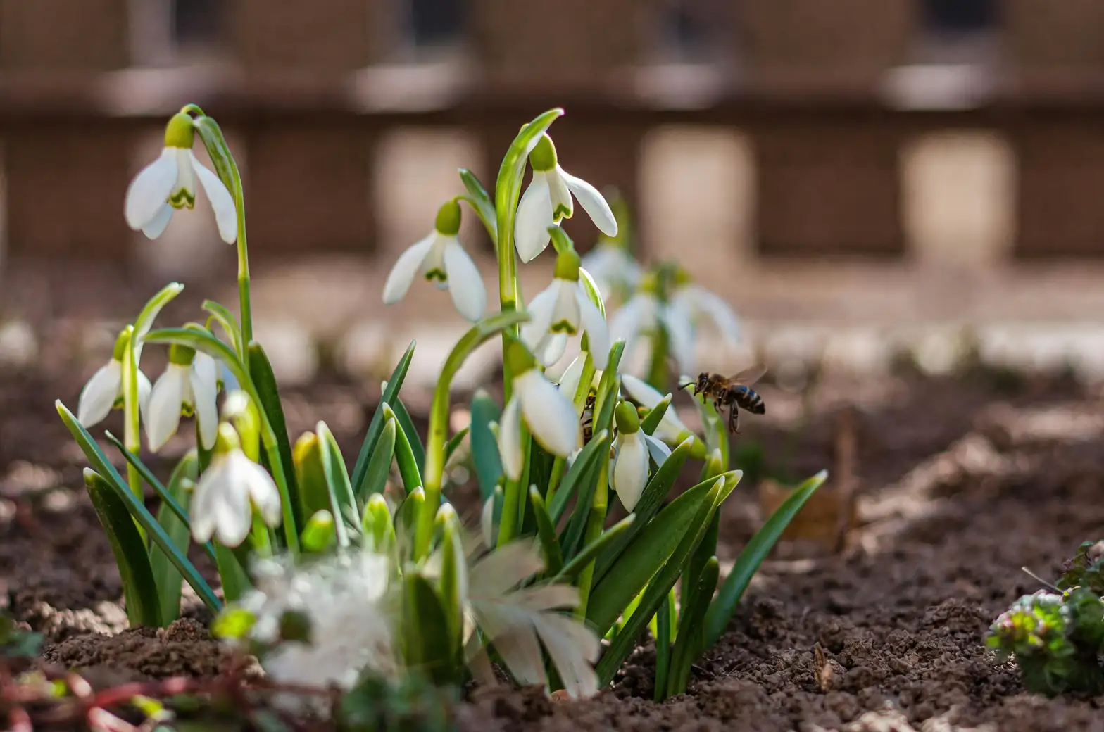bumblebee on snowdrop flower