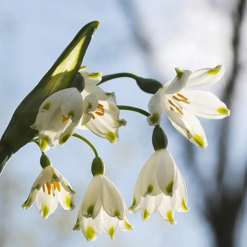 snowdrop vs snowflake Leucojum