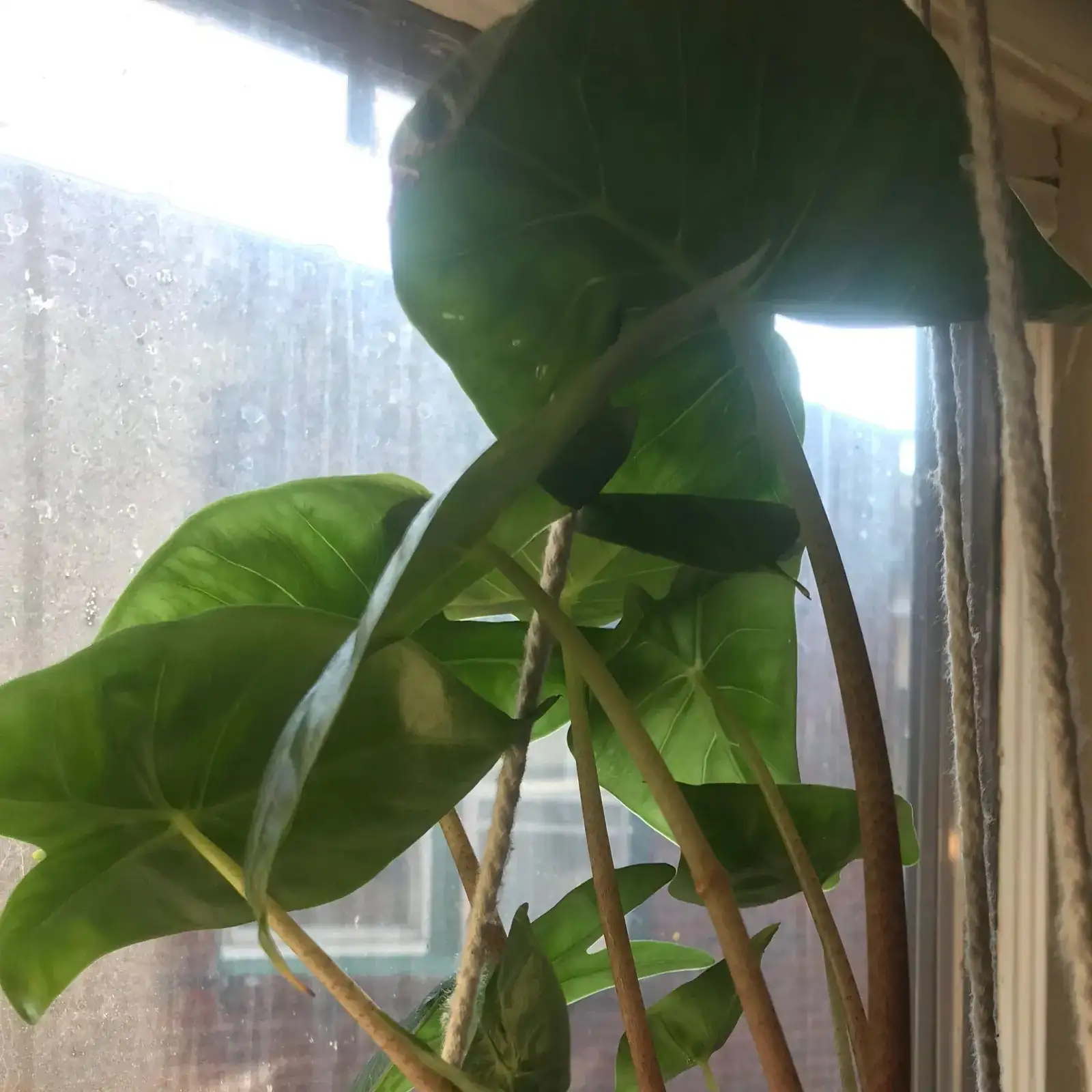 alocasia bright window sheer curtain