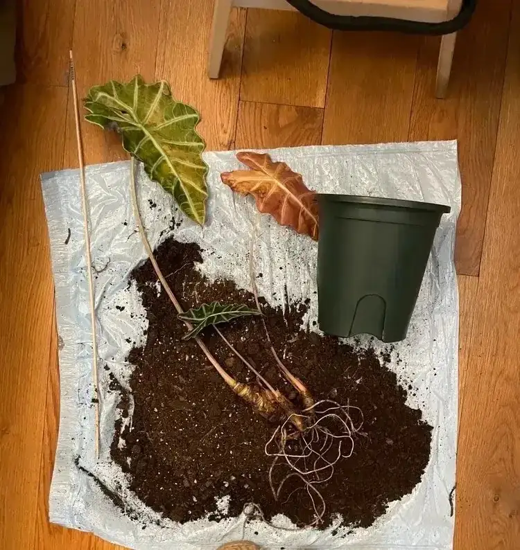 alocasia potting mix bark perlite