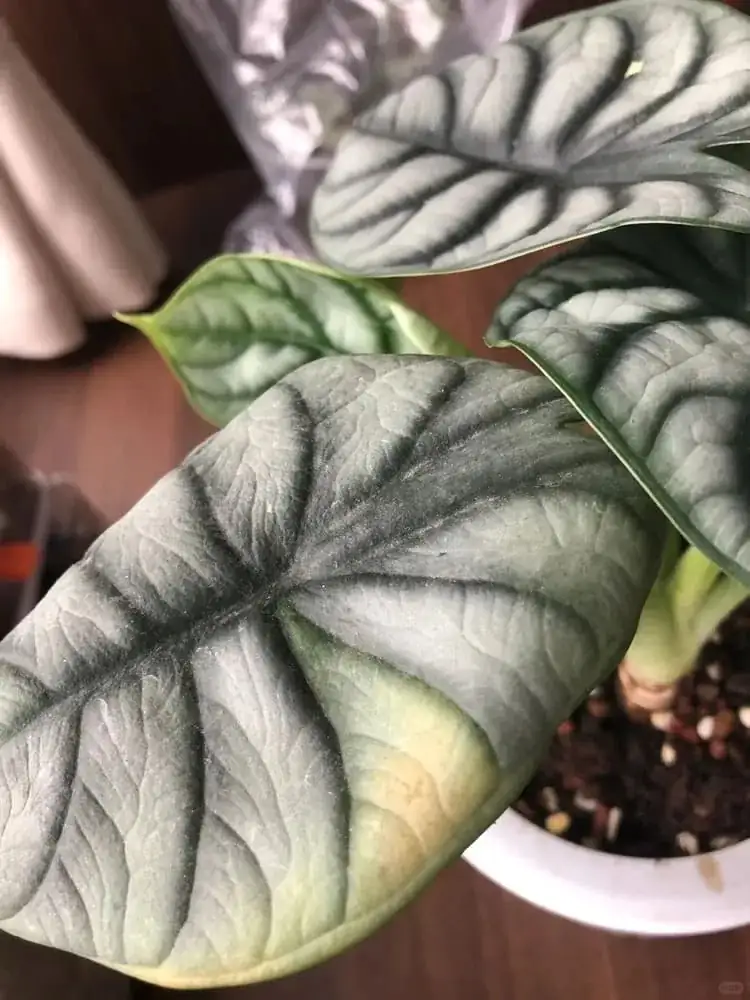 alocasia silver dragon leaf close-up