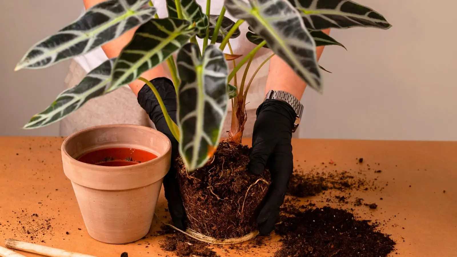 alocasia root rot repotting