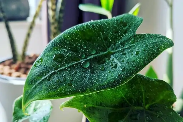 从雨林林冠下到客厅C位：海芋的漂流史与杂交热潮