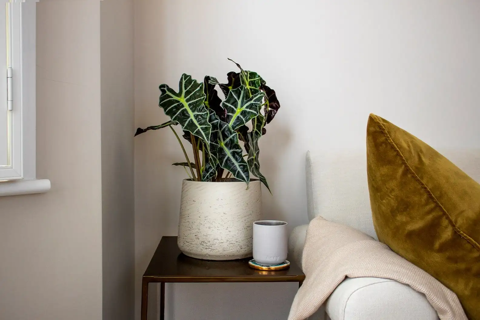 Alocasia in modern living room