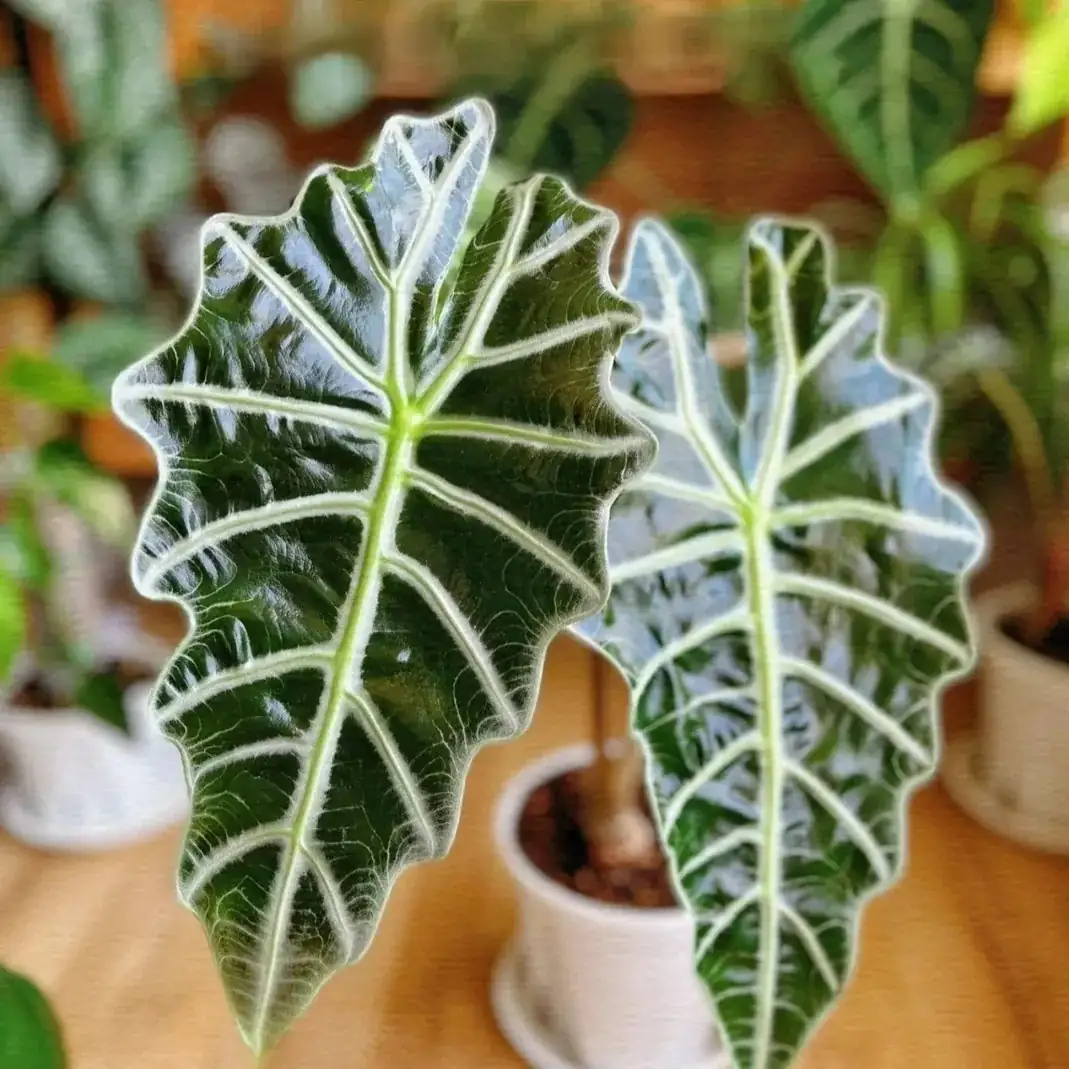 Alocasia amazonica Polly white veins