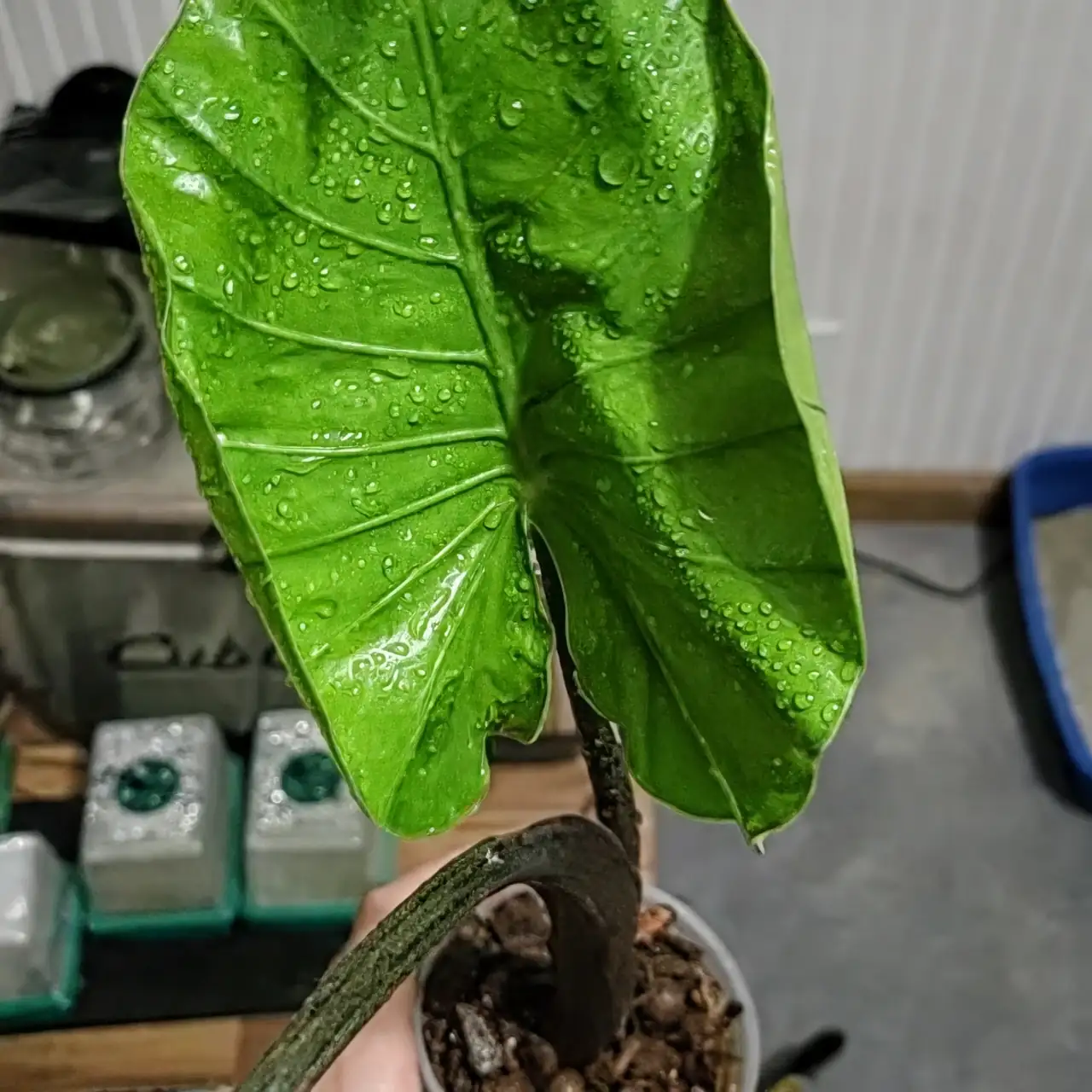 alocasia hydathode leaf edge macro