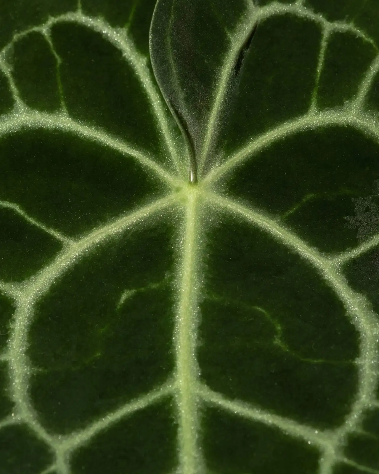 alocasia silver veins side light