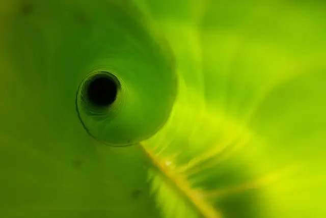 alocasia new leaf unfurling