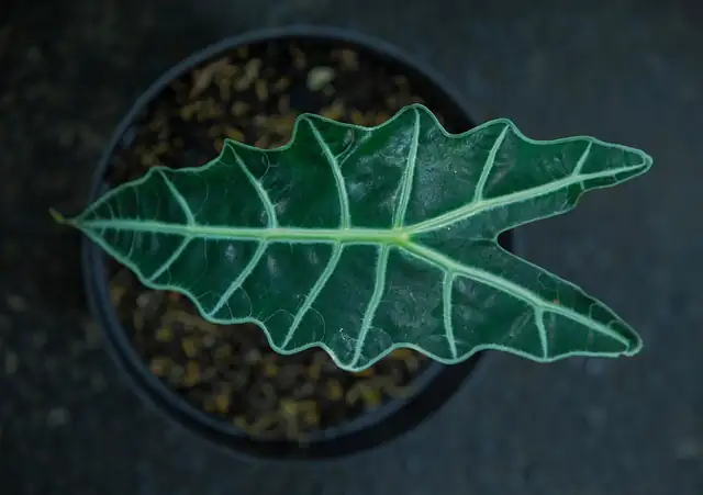 alocasia leaf and calla lily